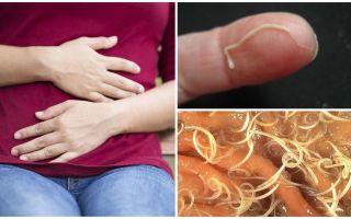 Die Auswirkungen von Madenwürmern für Menschen