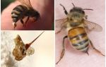 Bienenstich und Wespe