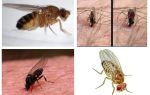 Wie viele Mücken leben