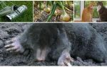 Remedies für Mole in der Sommerhütte und im Garten