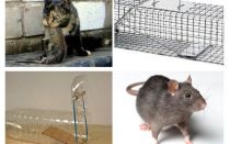 Wie man Ratten aus einem Privathaus holt