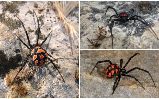 Beschreibung und Fotos von Kasachstan Spinnen