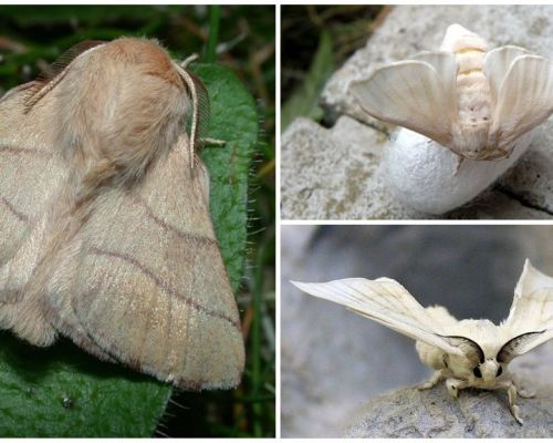 Beschreibung und Foto von Raupe und Seidenraupe Schmetterling