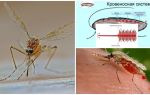 Interessante Fakten über die Struktur von Mücken