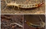 Insekten dvuvostok: Fotos, Beschreibung, als gefährlich