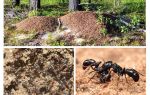 Gerät Ameisenhaufen