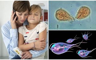 Wie behandelt Giardia bei Kindern von Dr. Komarovsky
