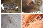 Behandlung von Läusen bei Kühen und Kälbern