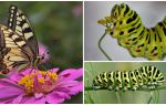 Beschreibung und Foto der Raupe des Machaon-Schmetterlings