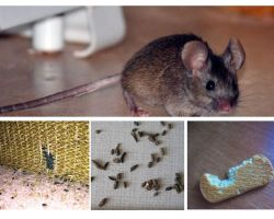 Wie man mit Mäusen in der Wohnung umgeht