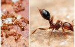 Wie man kleine rote Ameisen in einer Wohnung loswird