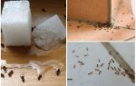 Wie man Ameisen in einem privaten Hausvolkmittel loswird