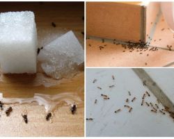 Wie man Ameisen in einem privaten Hausvolkmittel loswird