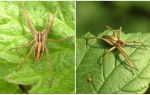 Beschreibung und Fotos der Spinnen der Region Saratow