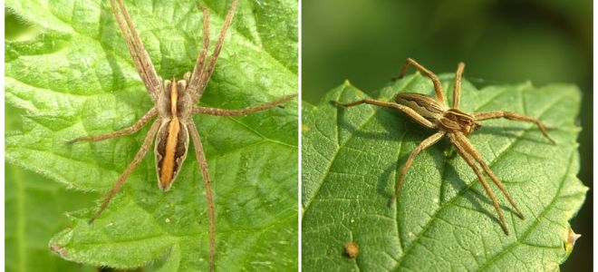 Beschreibung und Fotos der Spinnen der Region Saratow
