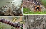 Beschreibung und Foto einer Raupe und eines Schmetterlinges der sibirischen Seidenraupe