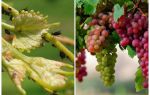 Wie man mit Blattläusen auf Weintraubenvolk und Einkaufsmitteln umgeht