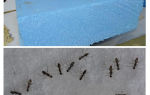 Ameisen, Penoplex und Schaum