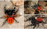Beschreibung und Fotos von Spinnen auf der Krim