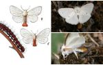 Beschreibung und Foto von Schmetterling und Raupen