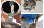 Wie man Mäuse in der Spanndecke loswird
