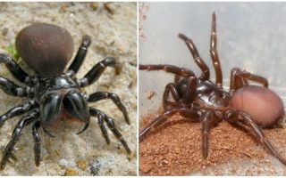 Beschreibung und Fotos von australischen Spinnen