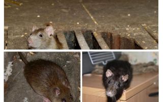 Wie man eine Ratte im Haus fängt
