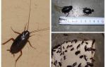 Wie man die großen schwarzen Kakerlaken in der Wohnung loswird