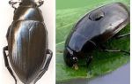 Waterborne Fransen und Wasser liebenden großen Vergleich von zwei Arten von Käfern