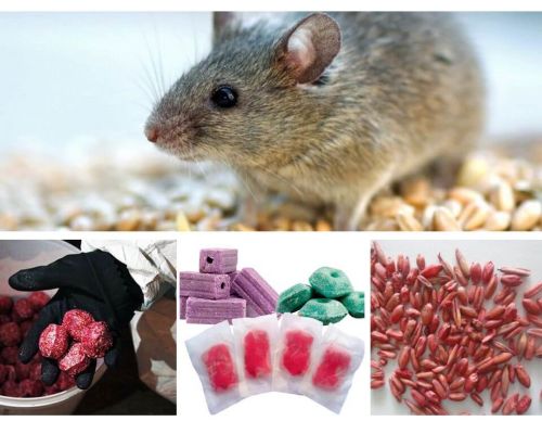 Gift für Ratten und Mäuse