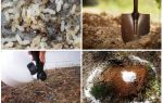 Wie man Ameisen aus den Garten-Volksheilmitteln holt