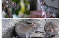 Wie viele Jahre haben Ratten gelebt