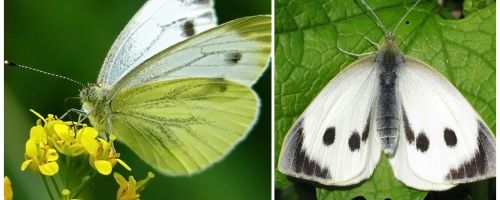 Beschreibung und Fotos von Raupen und Kohl Schmetterlingen