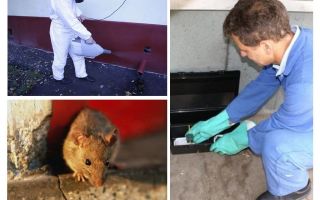 Vernichtung von Ratten und Mäusen durch spezialisierte Dienste