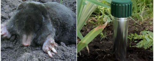 Wie man Mole im Sommerhäuschen und im Garten loswird