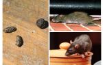 Wie man mit Ratten in der Wohnung umgeht