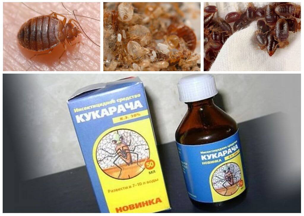 Cucaracha Heilmittel für Wanzen-1