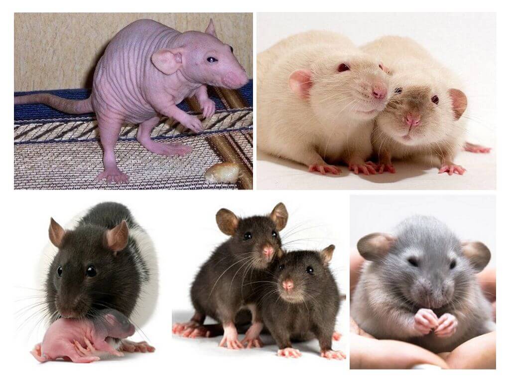 Dekorative Ratten
