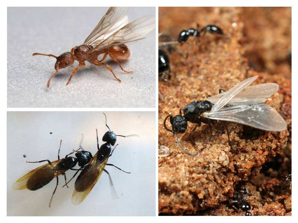 Fliegende Ameisen und wie man sie im Haus loswerden kann