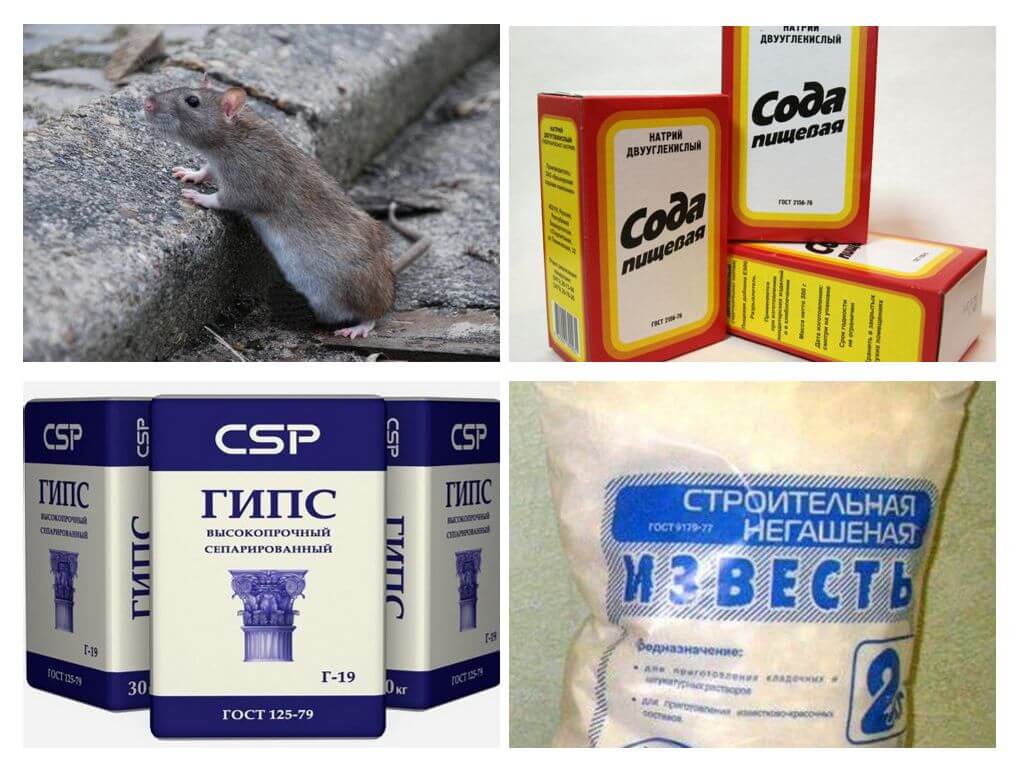 Volksmethoden von Ratten