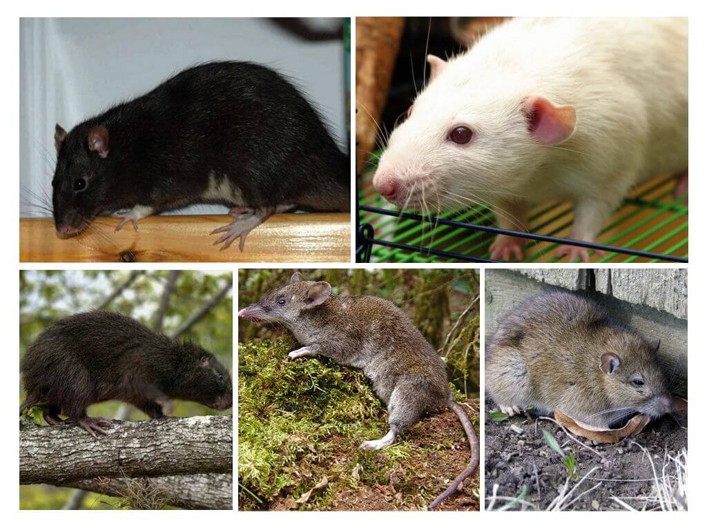 Ratte Arten