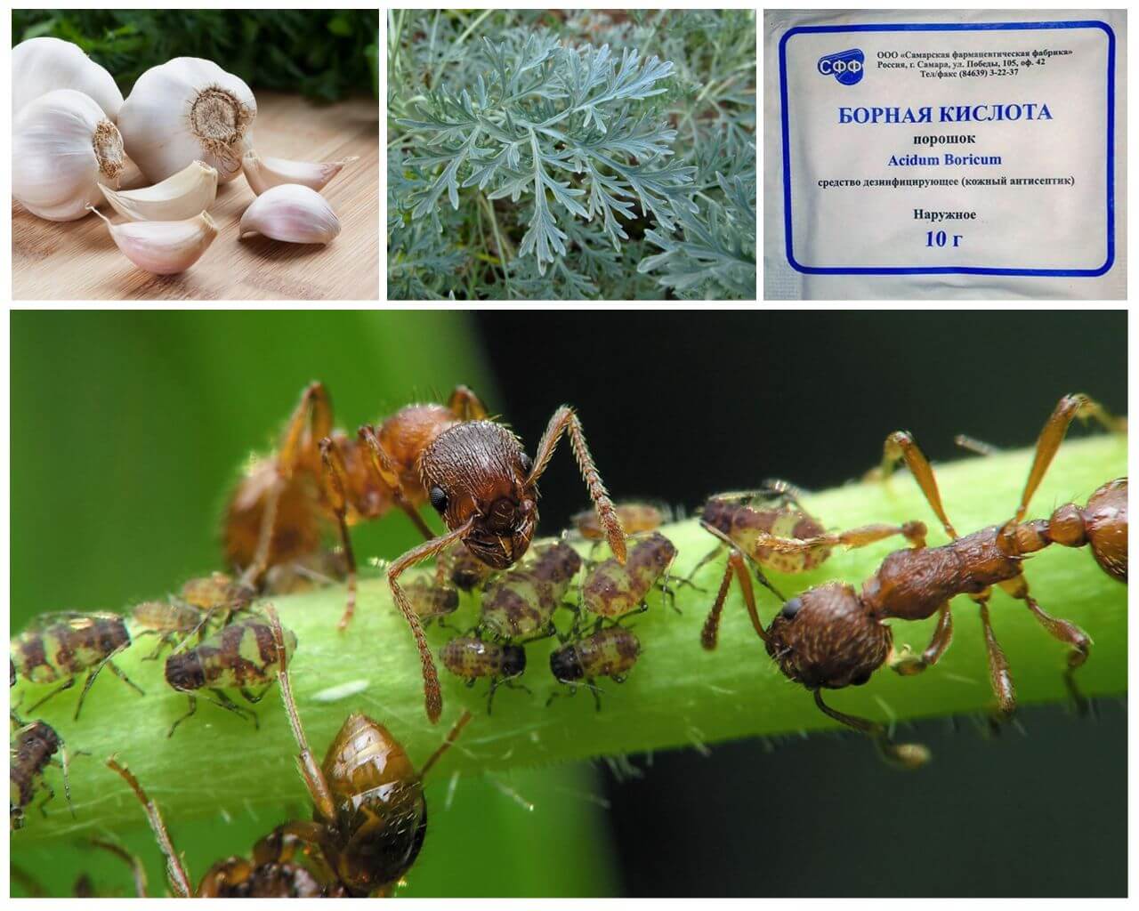 Wie man Ameisen im Garten für immer loswerden kann
