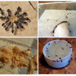 Giftiger Köder für die Ameisen