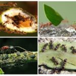 Der Nutzen und Schaden von Ameisen
