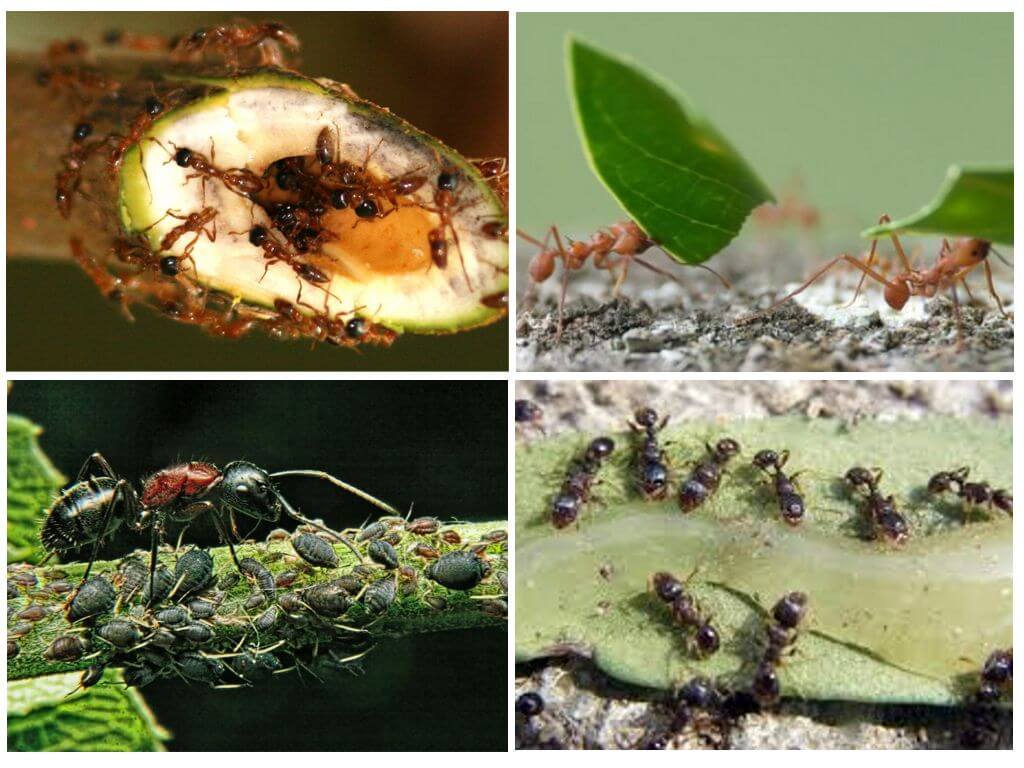 Der Nutzen und Schaden von Ameisen