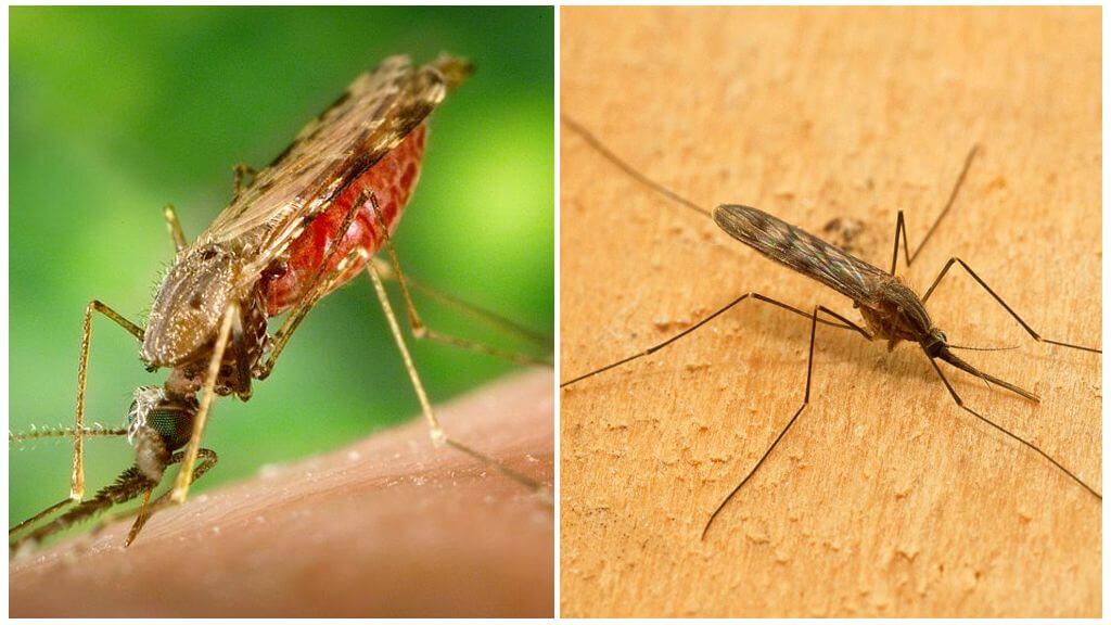 Malaria-Mücke
