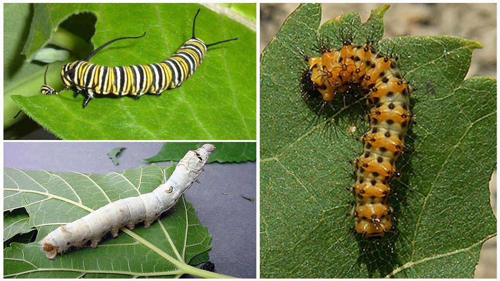 Caterpillar Fütterung