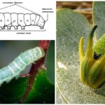 Caterpillar-Struktur
