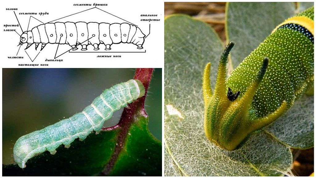 Caterpillar-Struktur